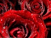 Букет бордовых роз.