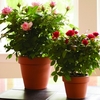 potted mini roses