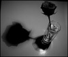 Черную розу хочу в подарок...