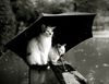 зонтик с кошками