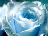 голубую розу