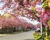 увидеть цветение сакуры в Японии