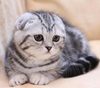 Британская короткошерстная кошка окраса черный мрамор на серебре