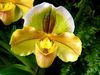 Paphiopedilum