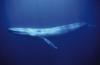Увидеть голубого кита