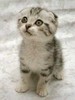 Scottish Fold