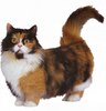 Munchkin (cat)