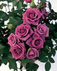 Роза Lavender Meilandina
