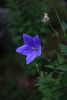 Platycodon grandiflorus