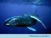 поплавать в океане с голубыми китами