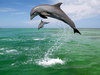 посетить дельфинарий