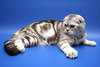 шотландсий вислоухий (скоттиш фолд) котенок