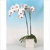живая орхидея
