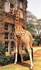 поселиться в отеле The Giraffe Manor (Найроби) 5*