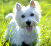 west-highland-white-terrier