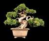 Bonsai Juniper