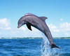 покататься на дельфинах