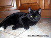 британский черный кот