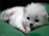 Белый котенок .....