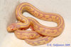 Калифорнийская королевская змея-альбинос