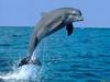 Сертификат на плавание с дельфинами