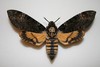 Acherontia atropos