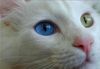 Котенок с разноцветными глазами