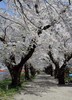 Съездить в Японию на цветение сакуры