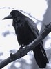 Ручного чёрного ворона, или какую-то красивую птицу