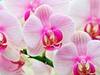 Много красивых орхидей!