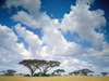 Побывать в Кении