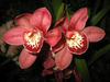 орхидея Phalaenopsis в горшке