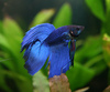 blue male fighting fish