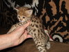 Savannah cat