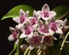 Цветок Hoya bella