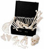 анатомический учебный скелет