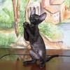 Черного котенка породы корниш-рекс