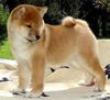 Akita-inu puppy