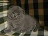 шотландский вислоухий котенок