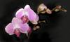 Орхидея фаленопсис в горшочке:)