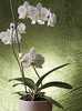 Цветок-Орхидея,живой в горшочке.