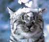 Британского котёнка, плюшевую серебристо-мраморного откраса кошечку