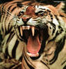 плюшевый тигр большой-пребольшой