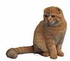 Scottish Fold Red Tabby