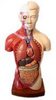 anatomical mannequin