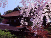 поехать в Японию в период цветения сакуры!!