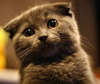 scottish fold