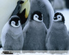 Увидеть пингвина