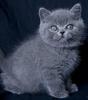 британский голубой котенок