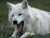 Погладить белого волка